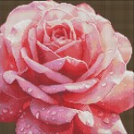 Алмазна мозаїка без підрамника 'Досконала троянда', 40х40см, AMC7854 AMC7854